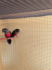 Pyrrhura rhodogaster