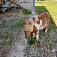 Mini poni