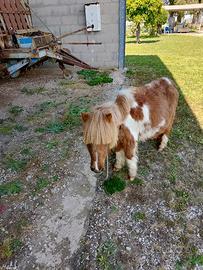 Mini poni