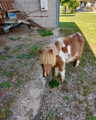 Mini poni