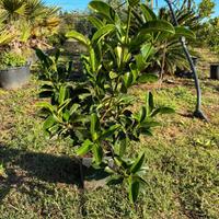 Piante di Viburno lucido