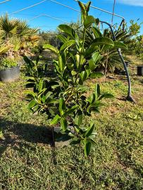 Piante di Viburno lucido