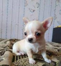 Cucciolina Chihuahua mini toy piccolissima