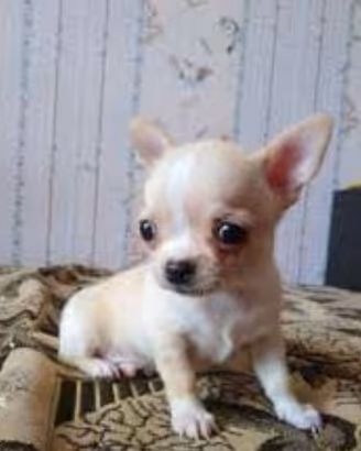 Cucciolina Chihuahua mini toy piccolissima