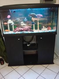 acquario 