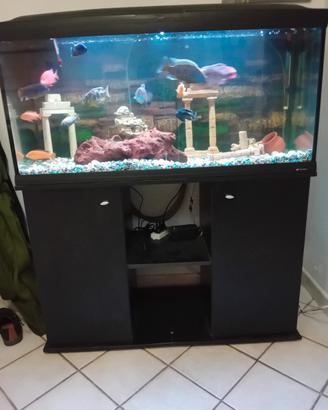 acquario 