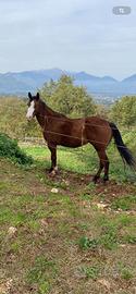 Cavallo