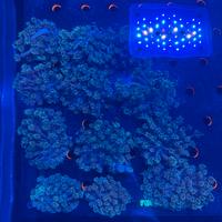 Goniopora coralli acquario marino LPS