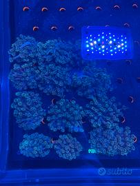 Goniopora coralli acquario marino LPS