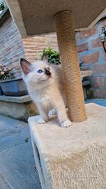 Cuccioli Gatti Ragdoll 