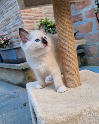 Cuccioli Gatti Ragdoll 