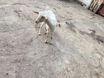 Capra
