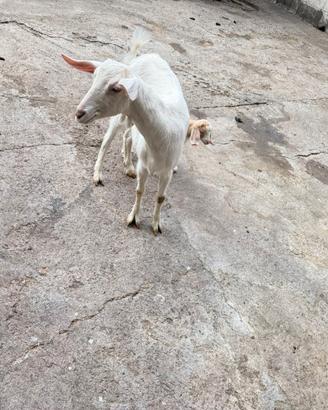 Capra