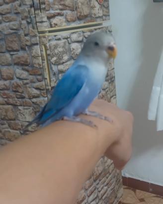 Allevato A Mano Con Gabbia Inclusa