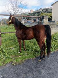 Cavallo arabo