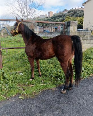 Cavallo arabo
