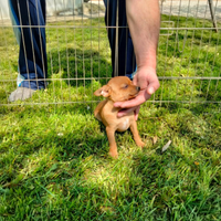 Cucciola di pinscher toy
