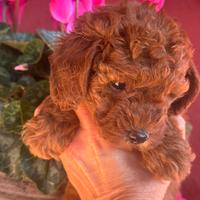 Cuccioli di Barboncino Toy