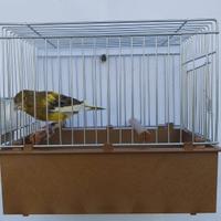 Canarine Timbrado Spagnolo