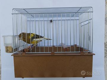 Canarine Timbrado Spagnolo