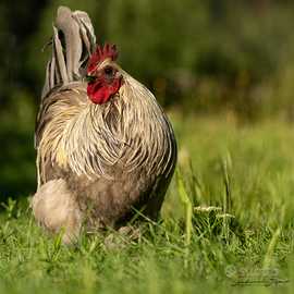 Galli hedemora, fiorite, wyandotte