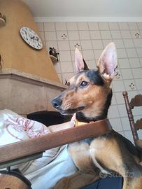 Pinscher