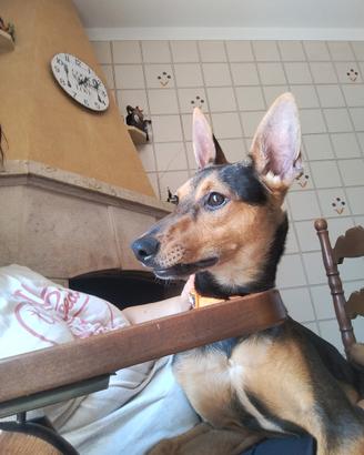 Pinscher