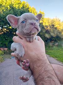 Cucciolo bulldog francese esotico
