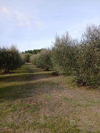 Terreno agricolo con ulivi