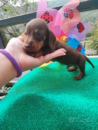 Bassotto Tedesco Cuccioli Cioccolato 
