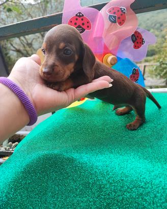 Bassotto Tedesco Cuccioli Cioccolato 