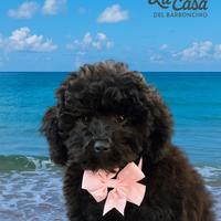 Barboncina femmina Enci