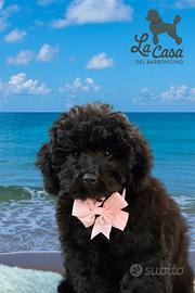 Barboncina femmina Enci