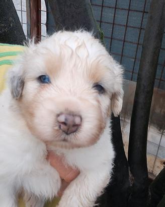 Cuccioli cane