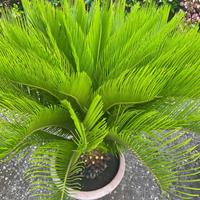Pianta Cycas