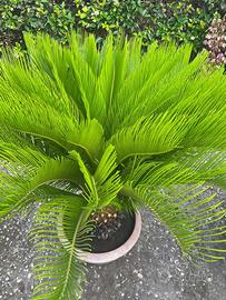 Pianta Cycas