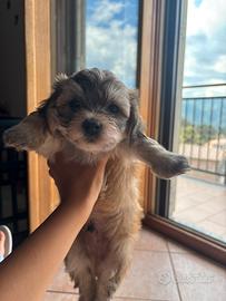 Maltipoo