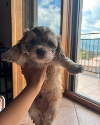 Maltipoo
