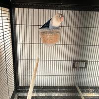 Pappagalli Insperabili personata