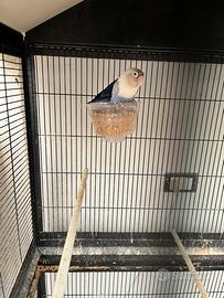 Pappagalli Insperabili personata