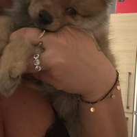 Cucciolo volpino di pomerania