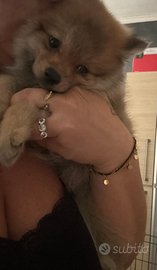 Cucciolo volpino di pomerania