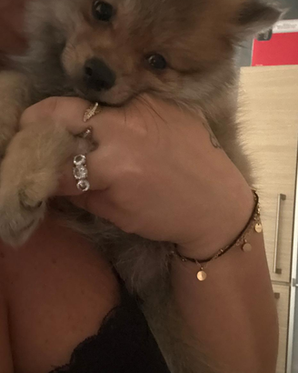 Cucciolo volpino di pomerania