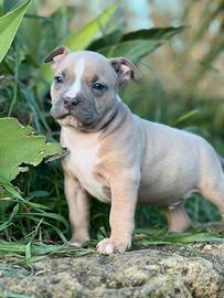 American pitbull terrier