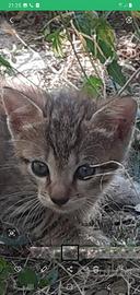 Gattino tigrato