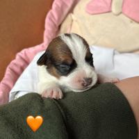 Jack Russell Terrier