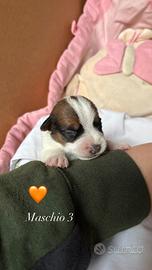 Jack Russell Terrier