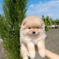 Spitz di Pomerania nani