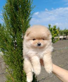 Spitz di Pomerania nani