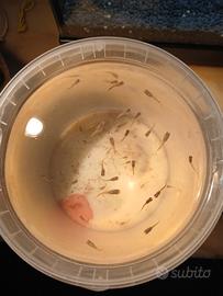 Avanotti di guppy